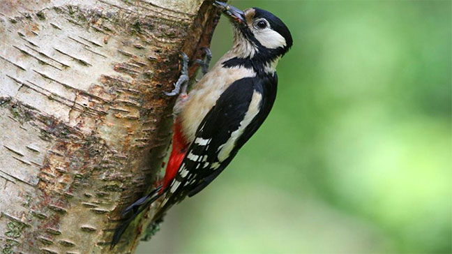Woodpecker/