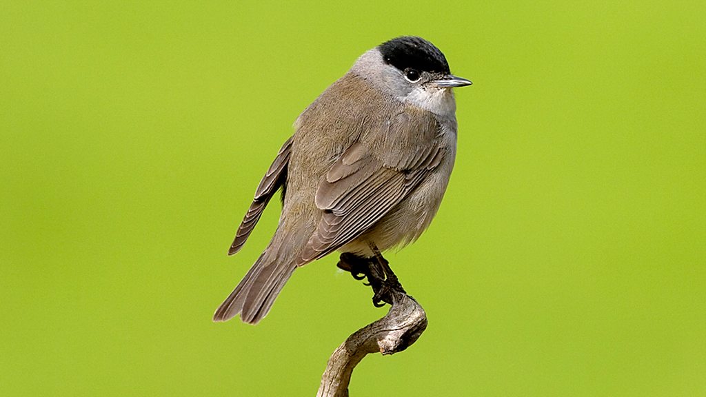 Blackcap/