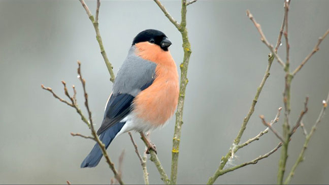 Bullfinch/