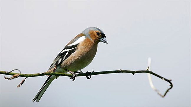 Chaffinch/