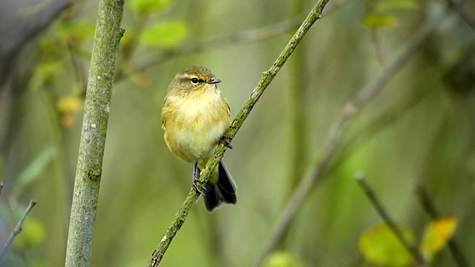 Chiffchaff/