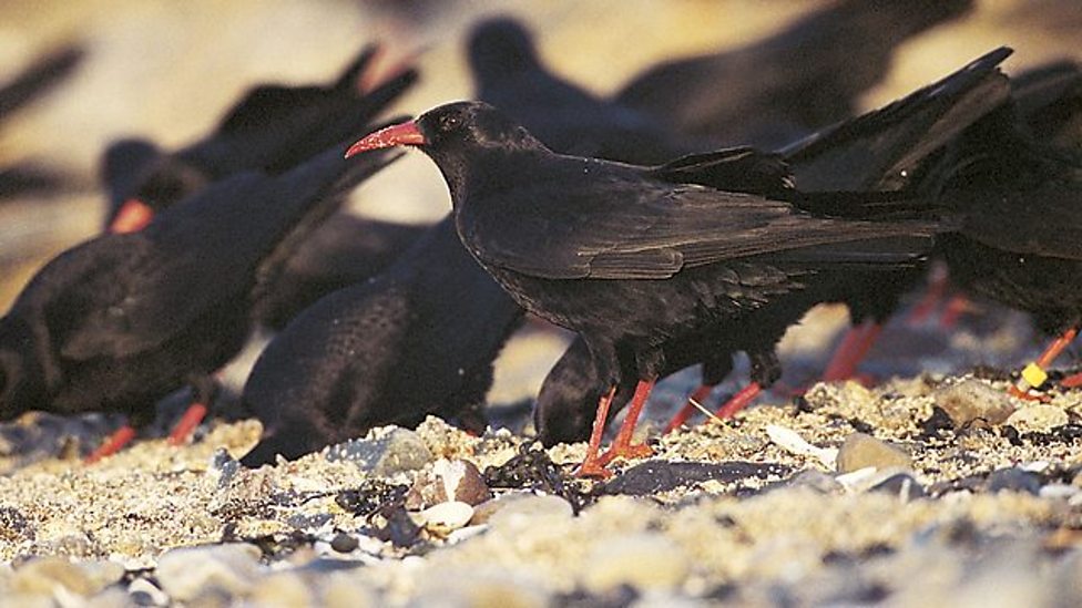 Chough/