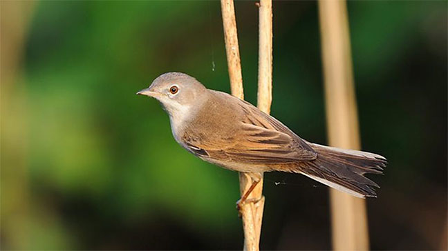 Whitethroat/