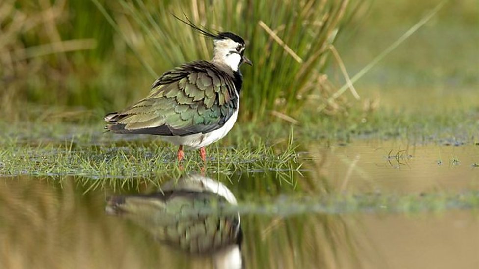 Lapwing/