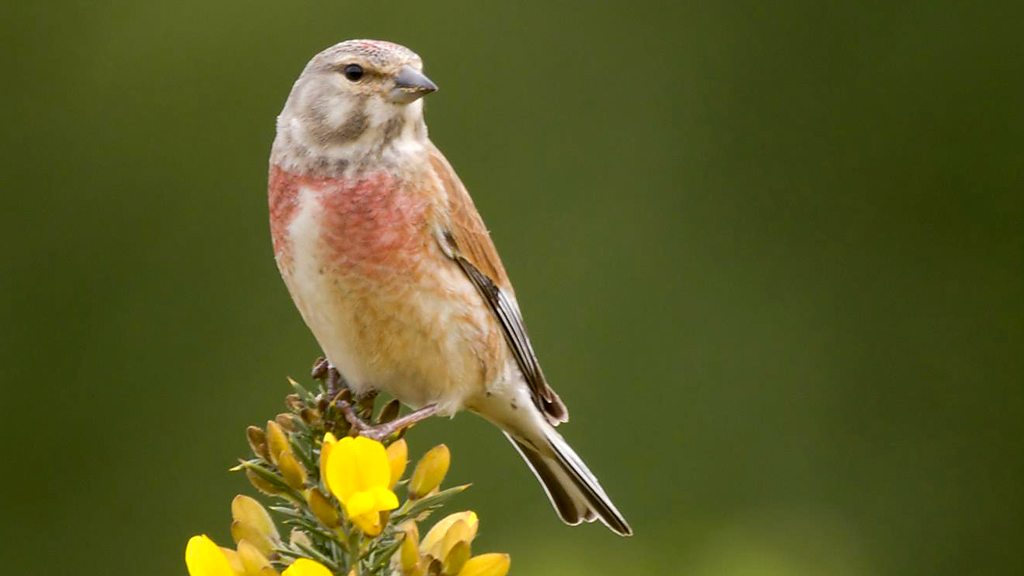 Linnet/