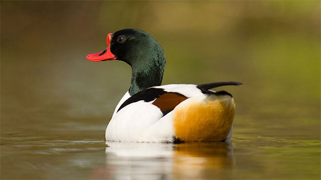 Shelduck/