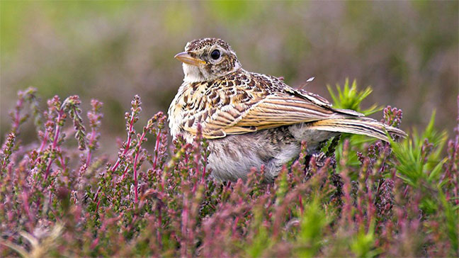 Skylark/