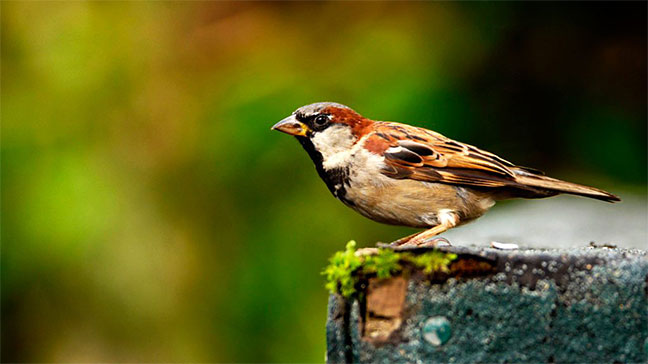 Sparrow