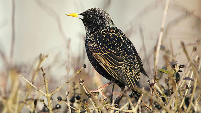 Starling/