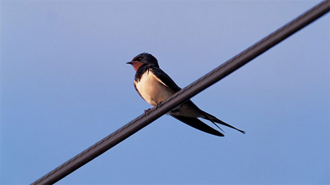 Swallow/