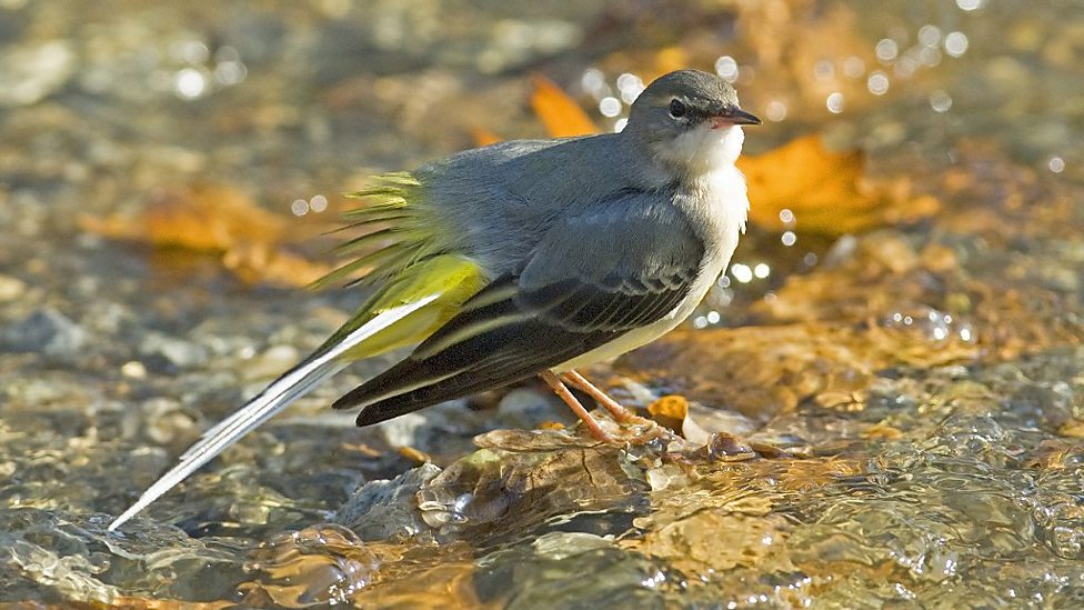 Wagtail