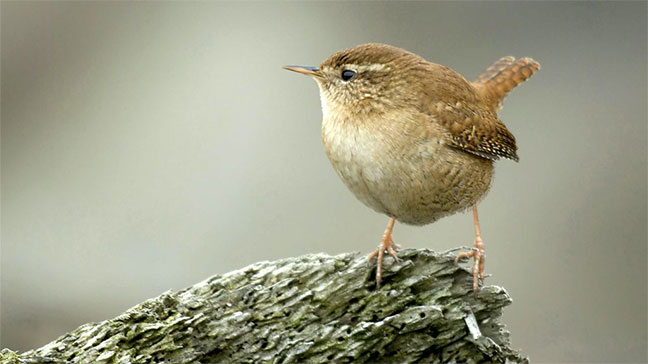 Wren/